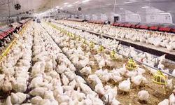 Tavuk üretimi  yüzde 8,9 azaldı