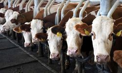 İnek sütü miktarı  Eylül’de % 4,6 arttı