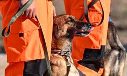 TSK'nın arama kurtarma köpekleri  doğal afetlerde hayat kurtarıyor