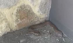 2 metrelik engerek  yılanı görüntülendi