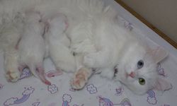 Türkiye güzeli Van  Kedisi Mia doğurdu