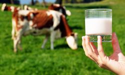 Toplanan inek sütü  miktarı % 13,1 arttı