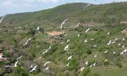 Göç eden pelikanlar drone ile görüntülendi