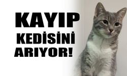 Kayıp kedisini arıyor