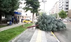 Rüzgardan ağaçlar devrildi