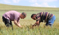 Boğazkale'de çiftçilere buğdayda bit zararlısıyla mücadele uyarısı
