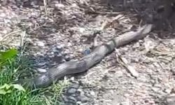 Burası Amazon Ormanı değil Çorum! 1 buçuk metrelik yılan görüldü