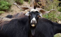 Çorum'da bayramın ilk günü kaçan keçi hala aranıyor!