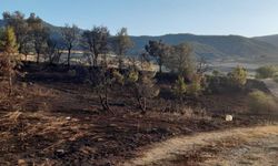 Mangaldan kaynaklanan yangın nedeniyle 6 dekar alan zarar gördü
