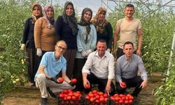 Çorum'da bu projeyle kadın istihdamı artıyor: Hedef 150 ton domates!