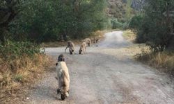 Bu köpekleri kim bıraktı?