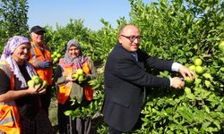 Limonda hasat zamanı