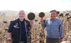 Belediyenin tarlasından ihtiyaç  sahiplerinin sofrasına ulaşacak