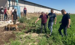 Dayısını öldürüp gömdü,  sonra da başında ağladı