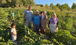 Doğla Köyü çiçek  bamyasında iddialı