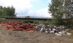 Yeşilırmak Nehri'nin kıyısına çuvallar  dolusu soğan ve patlıcan döküldü