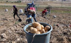 Sofraların vazgeçilmezi patates tarlada 2, pazarda 10 lira