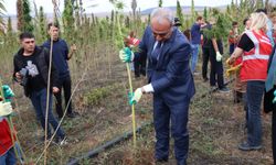 Çorum'da kenevir hasadı başladı