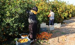 Çukurova'da tarım işçisi  yevmiyeleri bin lira oldu