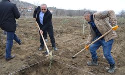 4 dekarlık atıl arazi zeytin  bahçesine dönüştürüldü