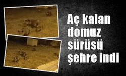 Aç kalan domuz sürüsü şehre indi