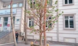 “Ağaçlara sahip  çıkalım” çağrısı