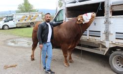 Paşa'nın fiyatı dudak uçuklattı