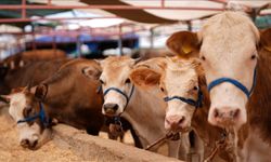 Bayramda 3.3 milyon kurbanlık  hayvanın kesilmesi bekleniyor