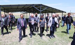 Çorum'da sokak hayvanları için  doğal yaşam alanı oluşturuldu