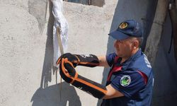 Eve giren yılan itfaiye tarafından yakalandı