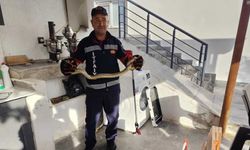 Eve giren yılan itfaiye ekiplerini seferber etti