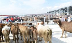 Çorum’da hayvan satış ve  kesimlerine sıkı denetim