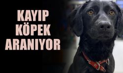 Kayıp köpek aranıyor