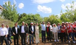 Çorum’da kenevir ekimi yaygınlaşıyor
