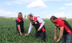 Çorum'da ekili tarlalar incelendi