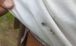 Yozgat’ta keneler görülmeye devam ediyor