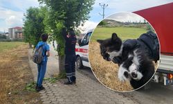 Çorum’da gözleri görmeyen yavru kediyi itfaiye kurtardı