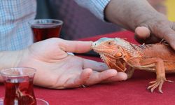 Çorum doğumlu İguana