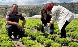 Çorum’da hasat öncesi pestisit  denetimleri aralıksız sürüyor