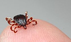 Vücuduna yapışan keneyi çıkarmıştı: Keneden bir ölüm daha