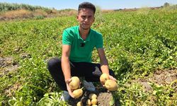 8 ton patatesi halka ücretsiz dağıttı