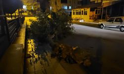Ağacı devirdi arkasına bile bakmadı