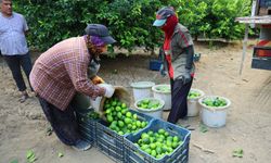 Limonun fiyatını  düşürecek hasat