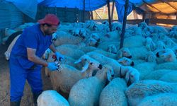Çorum’da şap aşısı  seferberliği sürüyor