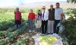 Çorum’dan Türkiye’ye bamya