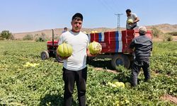 10 dilim kavunun  hasadına başlandı