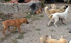 “Okullar açılmadan sokak köpeklerini toplayın!” Çorum Valiliği de bu kararı alır mı?