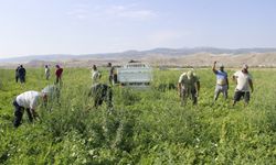 Komşu üretiyor, Çorum'a satıyor!