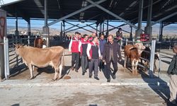 Hayvan Pazarı  yeniden açıldı