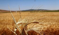 Tarım’da bitkisel üretim  destekleri açıklandı